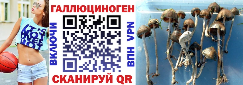 купить наркотики сайты Рыбное Галлюциногенные грибы GOLDEN TEACHER